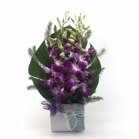 orchids deluxe