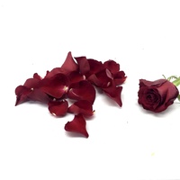 scarlet rose petals