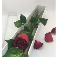 single scarlet rose
