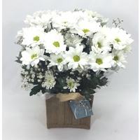 vanilla daisies
